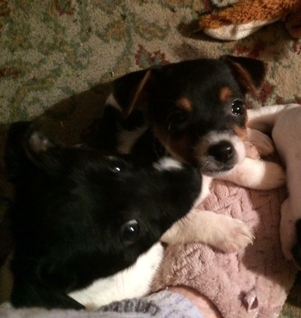 English Springer Spaniel Puppies For Sale In South East London