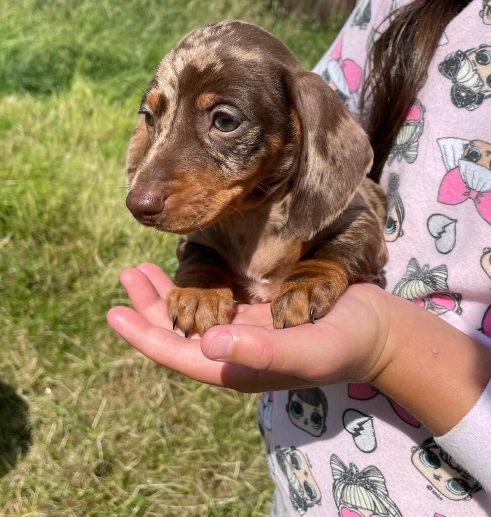 Miniature dachshund puppies in NewcastleunderLyme, Staffordshire
