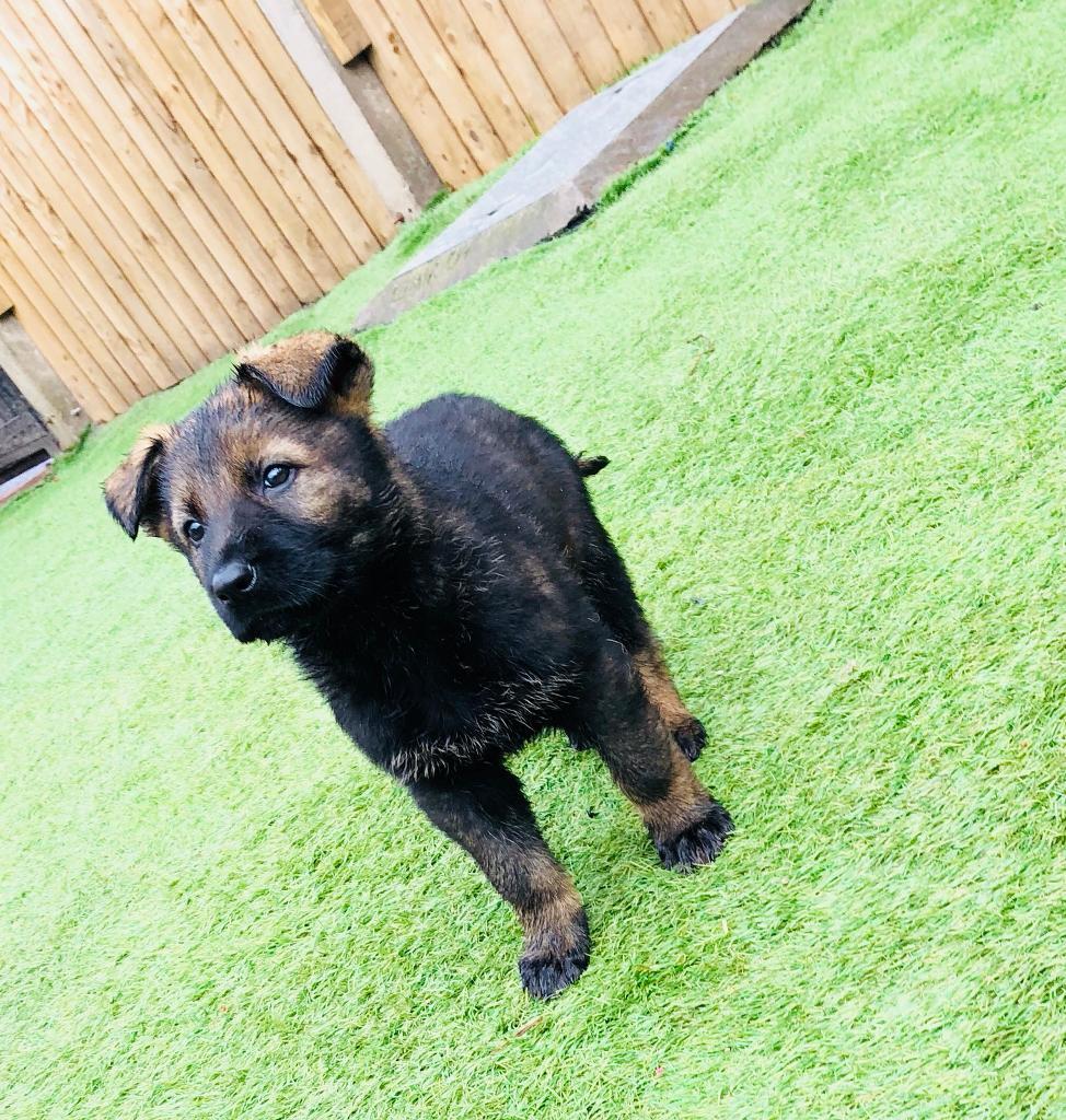 Kc reg German shepherd (Czech line) puppies for sale in Handsworth