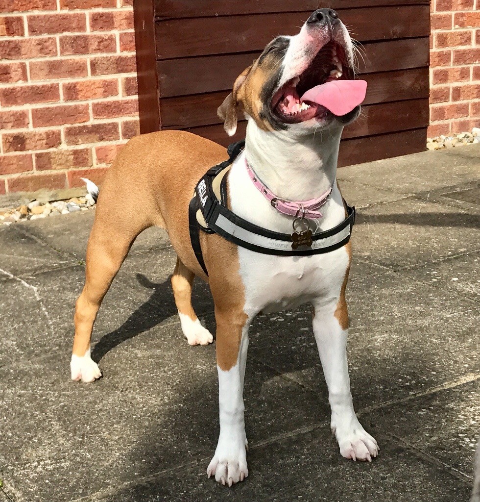 Old English bull dog x pocket bully x Staffordshire Bull Terrier in Watton, Norfolk Gumtree