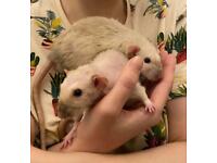Two brothers (dumbo/siamese/dwarf/patchwork) with cage and equipment