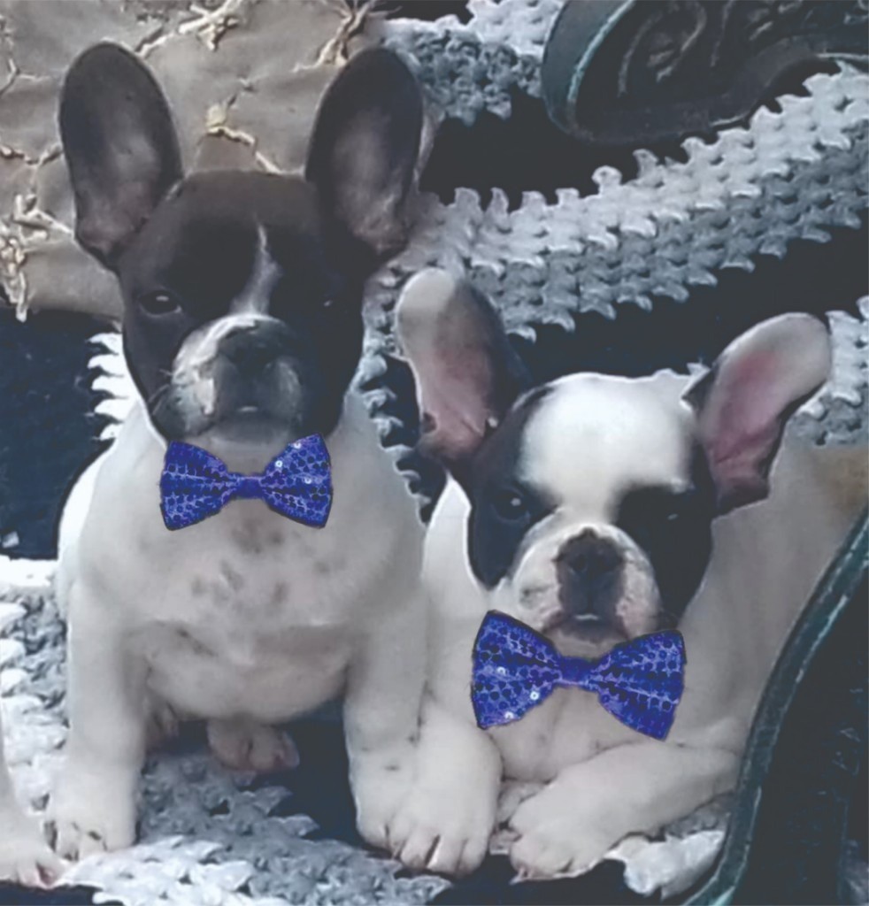 Only 2 stunning French Bulldog Boy Puppies remaining in Runcorn