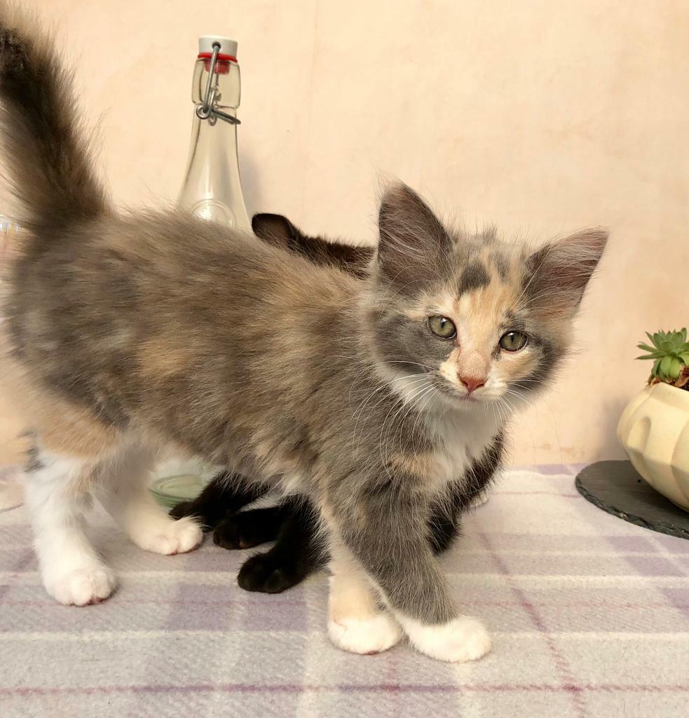 Kittens!! in St Shropshire Gumtree