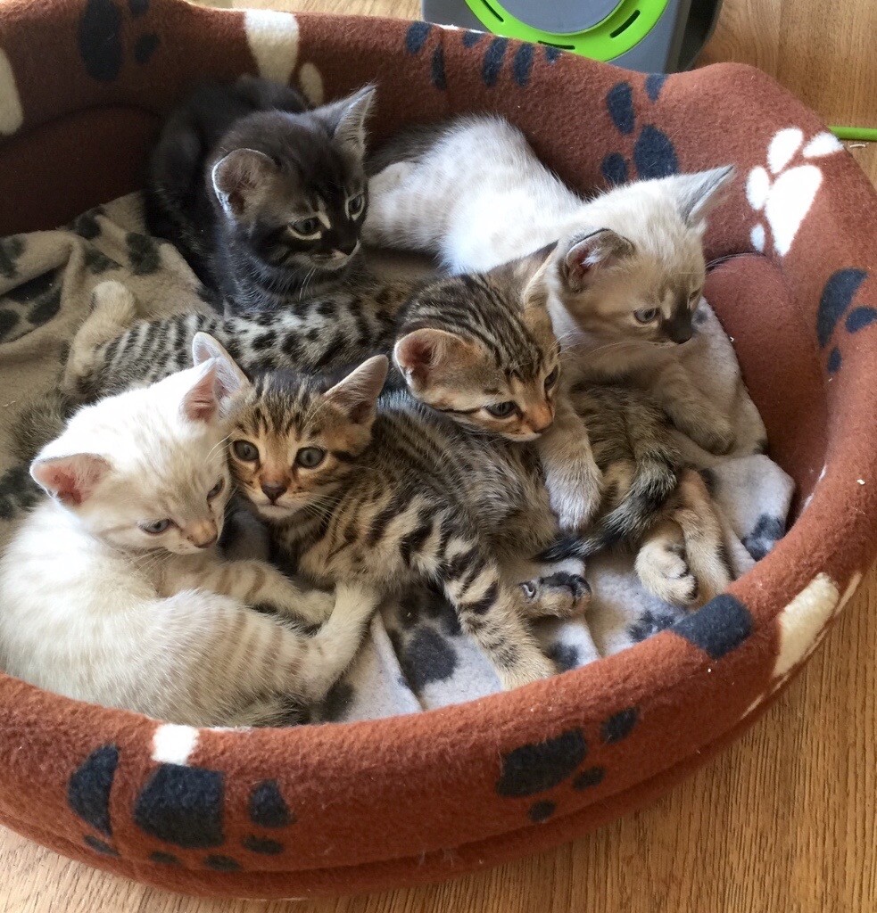 Beautiful kittens for sale in Newmarket, Suffolk Gumtree