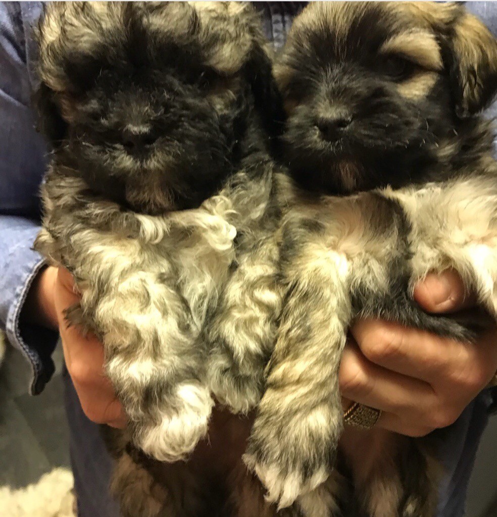 Zuchon aka Teddy Bear puppies in Middlesbrough, North Yorkshire Gumtree