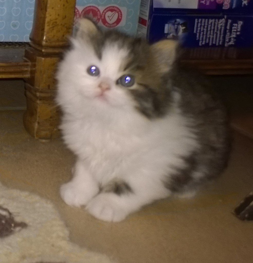 Persian Chinchilla x kittens in Epsom, Surrey Gumtree