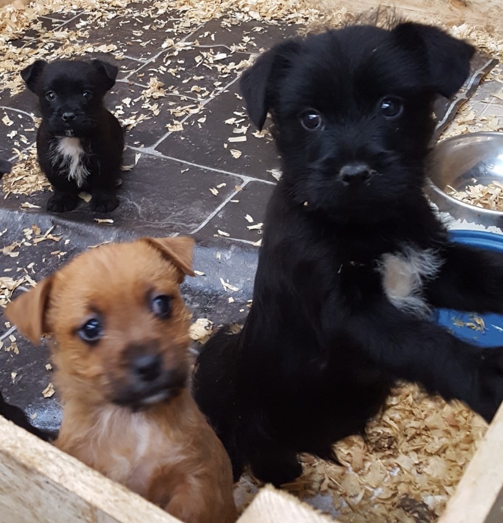 jack russel x cairn pups in Launceston, Cornwall Gumtree