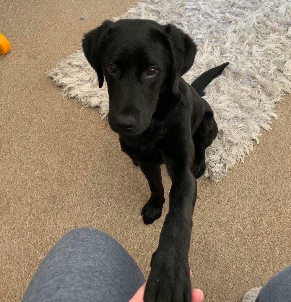 6 month old KC REG female black Labrador for sale in Cleethorpes