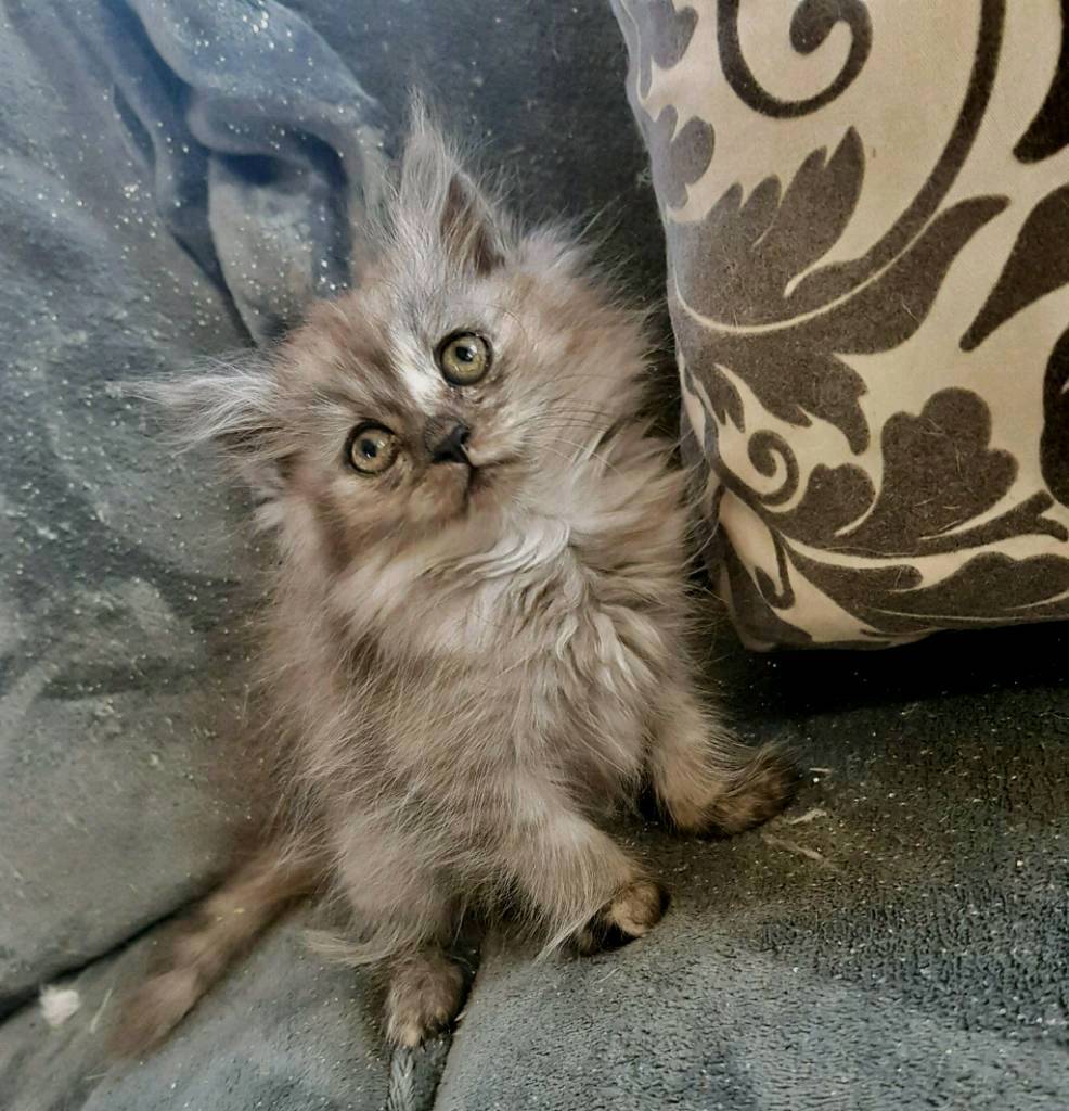 Beautiful pedigree cross fluffy kittens in Glynneath, Neath Port