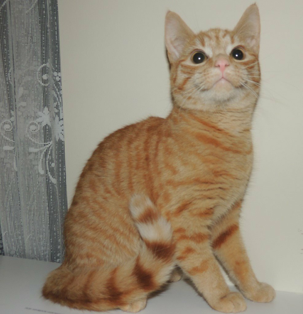 Very Rare Pure Ginger Spotted kitten girl looking for home in