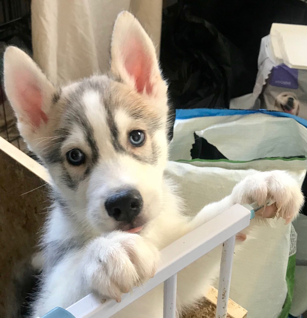 Male Siberian Husky Pup for Sale in Niddrie, Edinburgh Gumtree