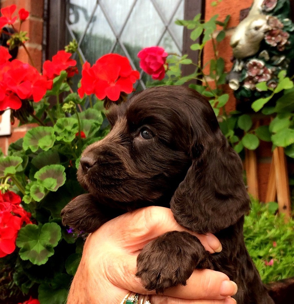 lyncham cocker spaniels puppies in Chapeltown, South Yorkshire Gumtree