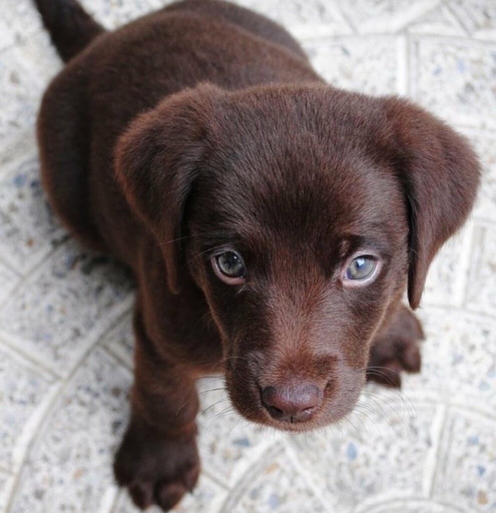 Chocolate Labrador Puppies in Felsted, Essex Gumtree