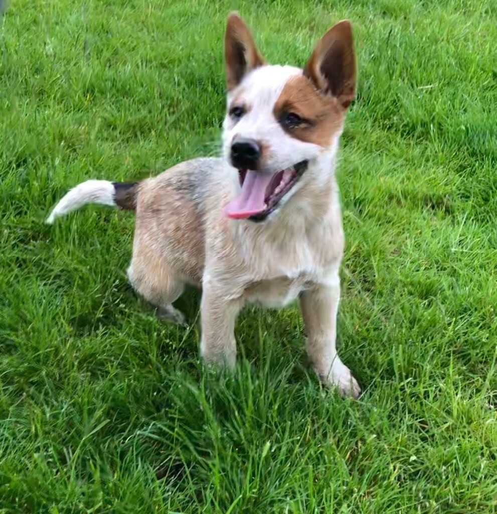 KC Registered Red Heeler Australian Cattle Dog pup in Strabane