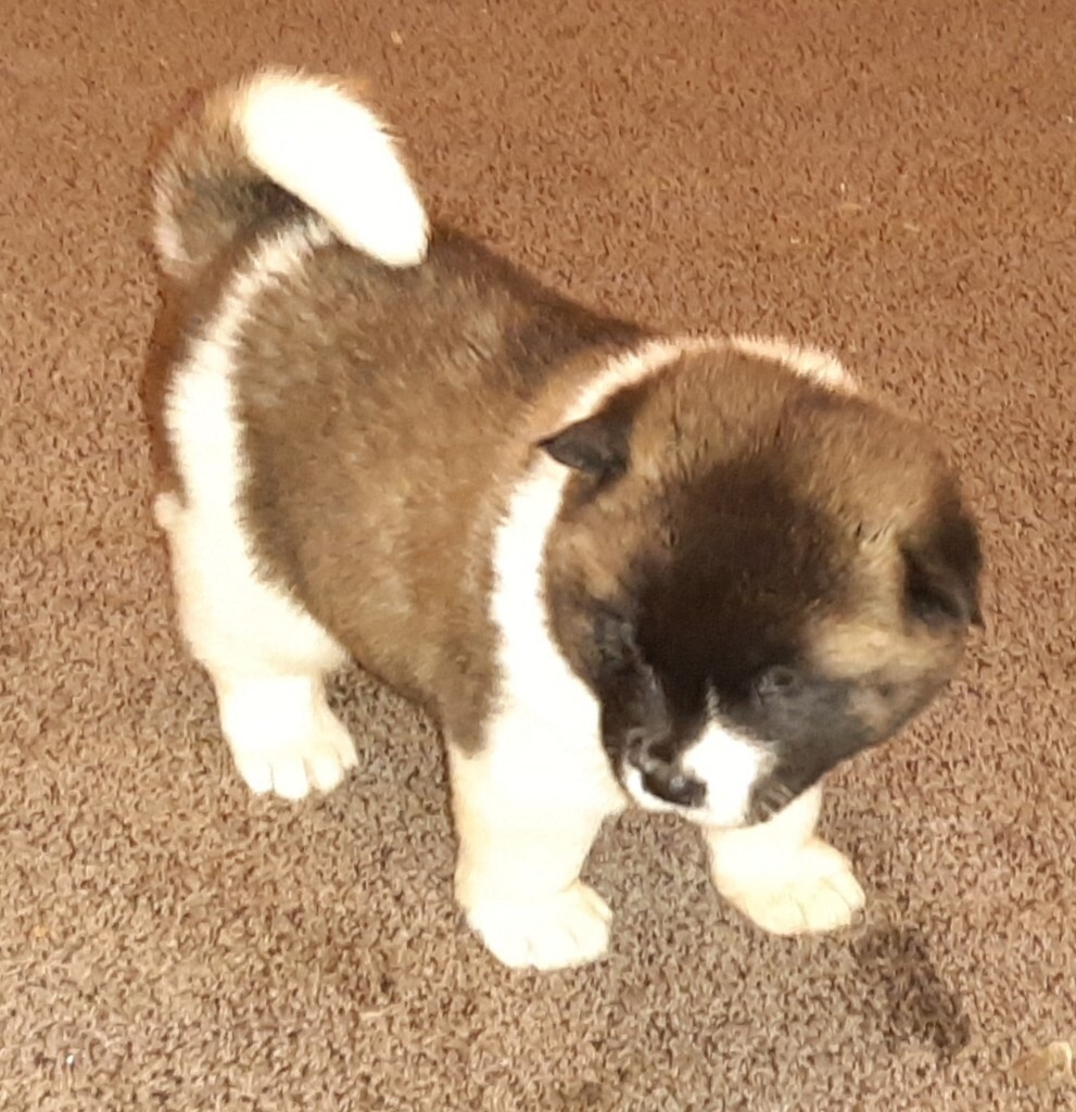 American Akita Pup Female In Stockton On Tees County Durham