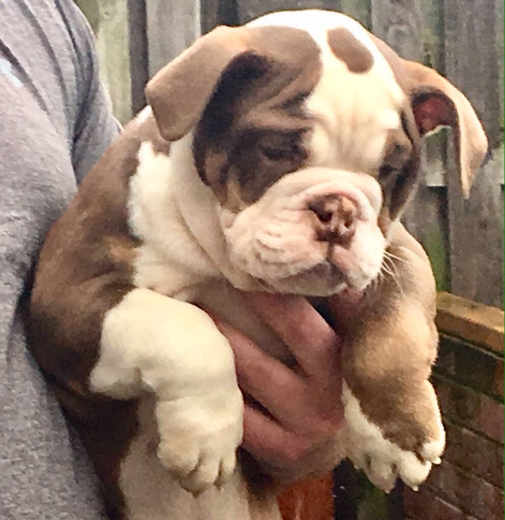 59+ British Bulldog For Sale Australia Pic Bleumoonproductions