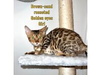 Bengal kittens(silver) **gorgeous**