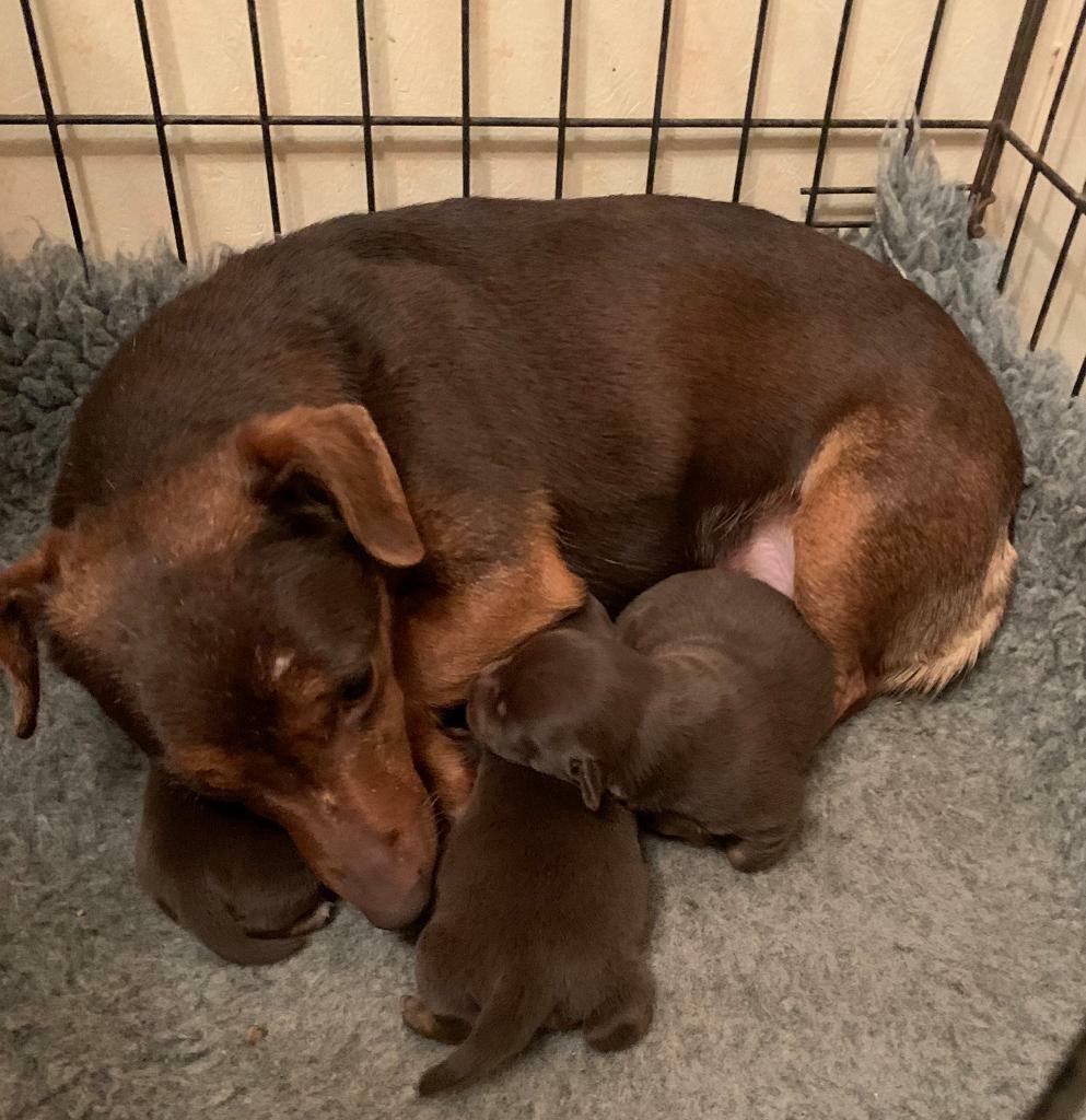 Beautiful Chocolate Jack Russell’s in Coatbridge, North Lanarkshire
