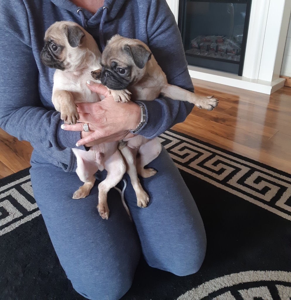 Pug puppies in Chipping Norton, Oxfordshire Gumtree