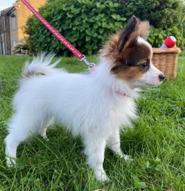 Papillon purebred handsome boys 