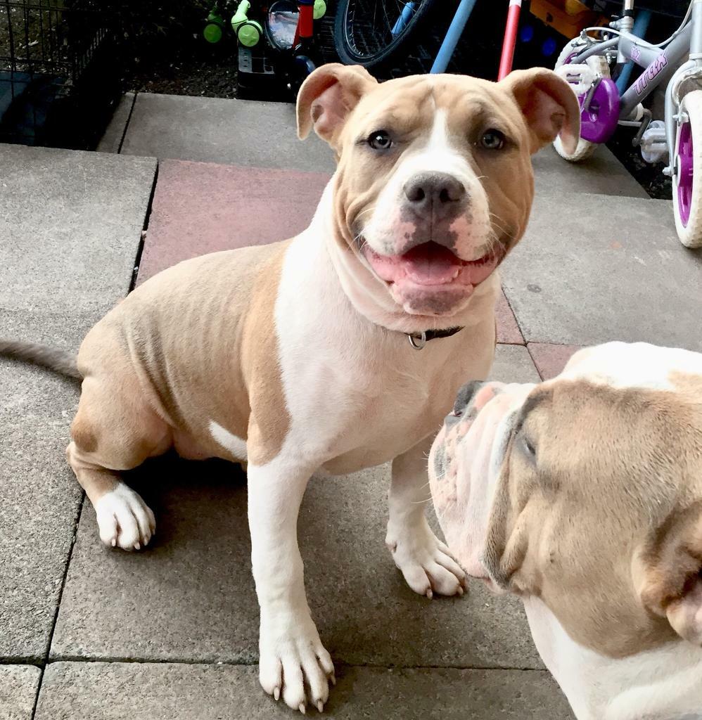 American bully pocket in Glasgow City Centre, Glasgow Gumtree