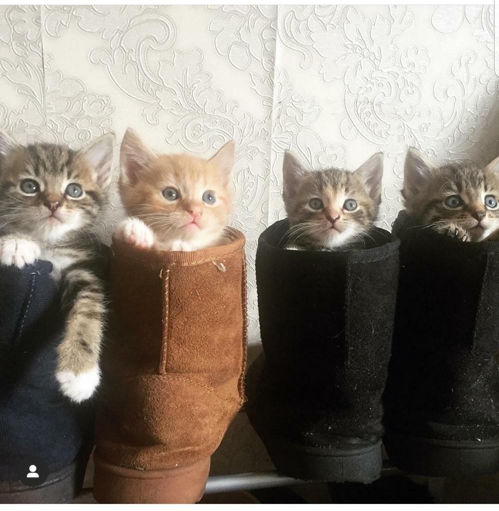 Ginger and silver tabby kittens in Wolverhampton, West Midlands Gumtree