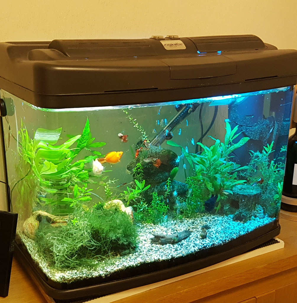 64L “Fish Box” bow front fish tank/aquarium + in