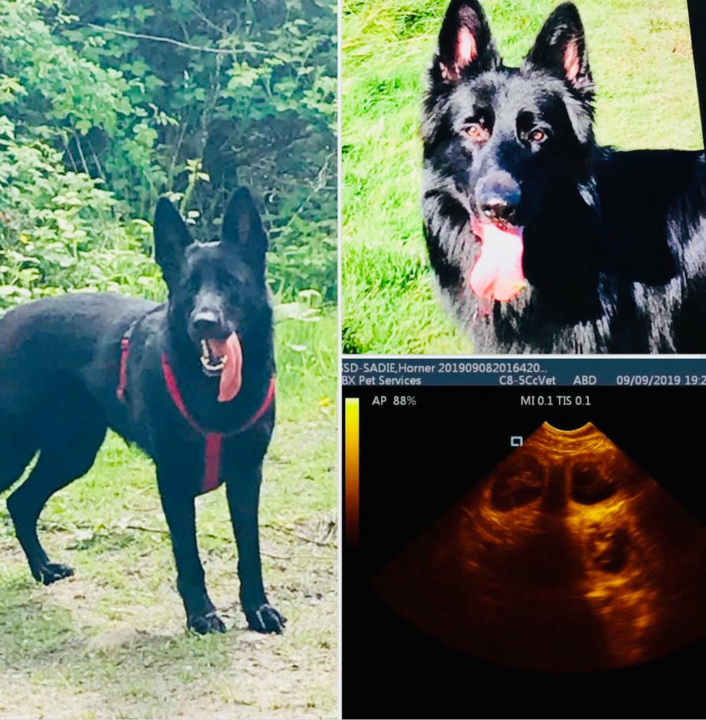 german shepherds for sale gumtree