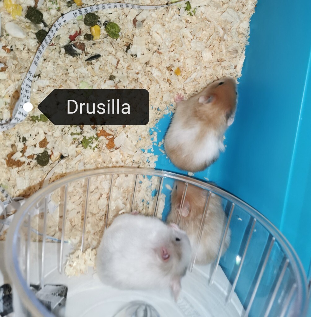 syrian hamster gumtree