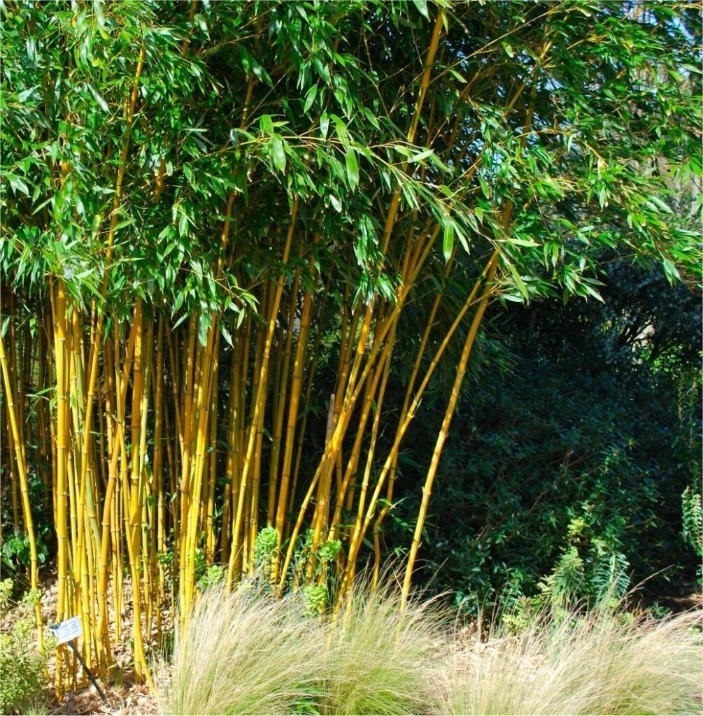 Beautiful clump forming bamboo in Ripley, Derbyshire Gumtree