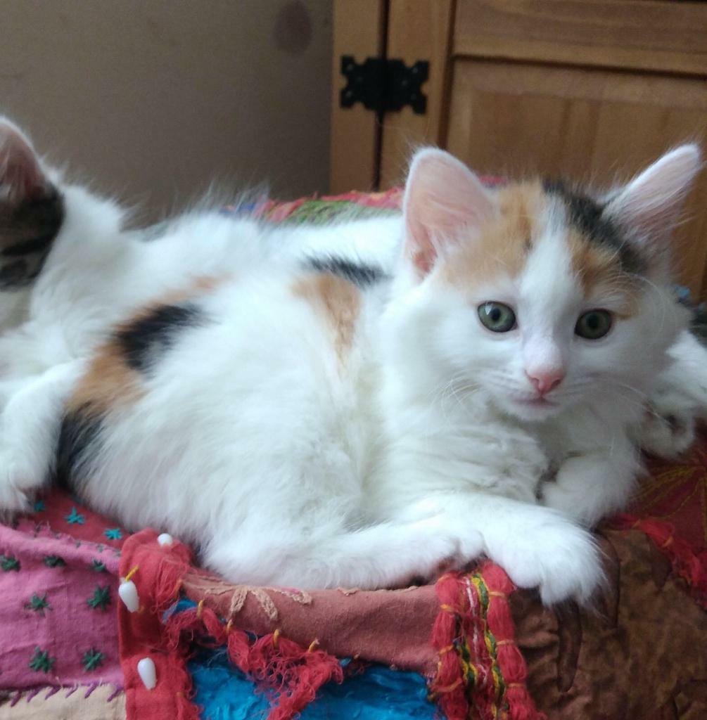 Long Haired Kittens For Free Long Hair Kittens in Langley Park