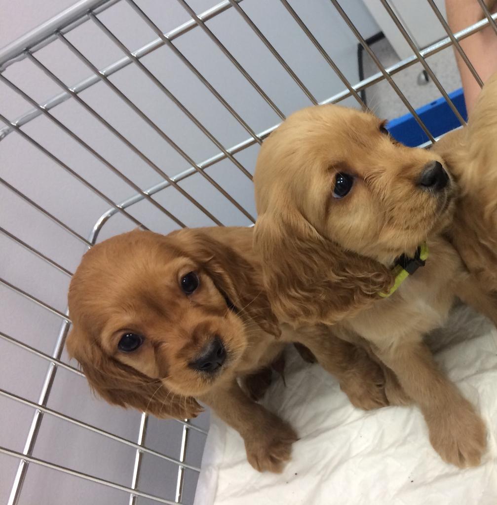 Cocker Spaniel For Sale in Shoeburyness, Essex Gumtree