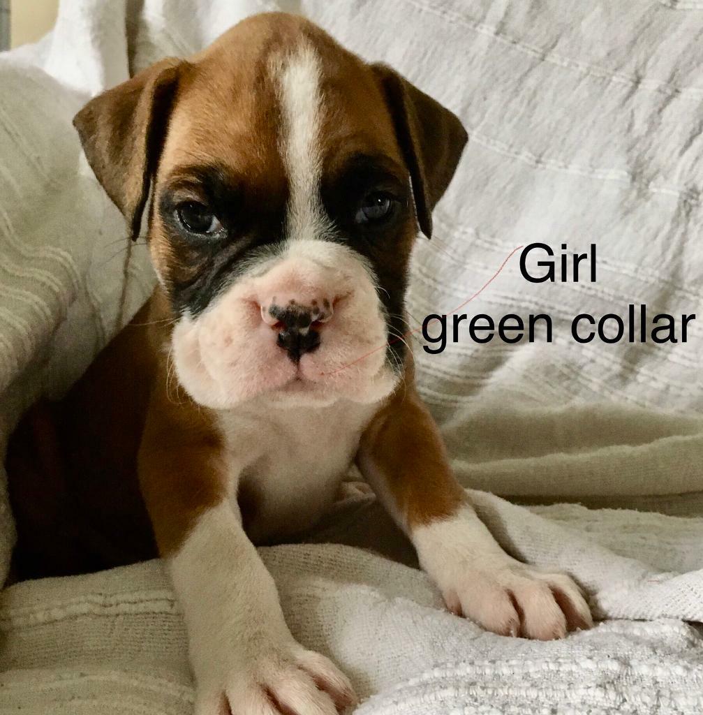 gumtree boxer puppies for sale