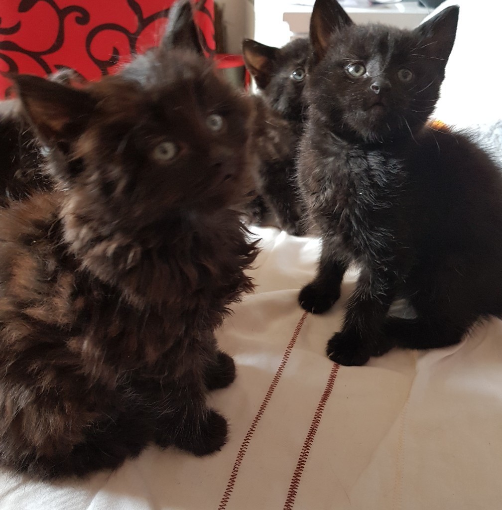 9 week old kittens in Bridlington, East Yorkshire Gumtree