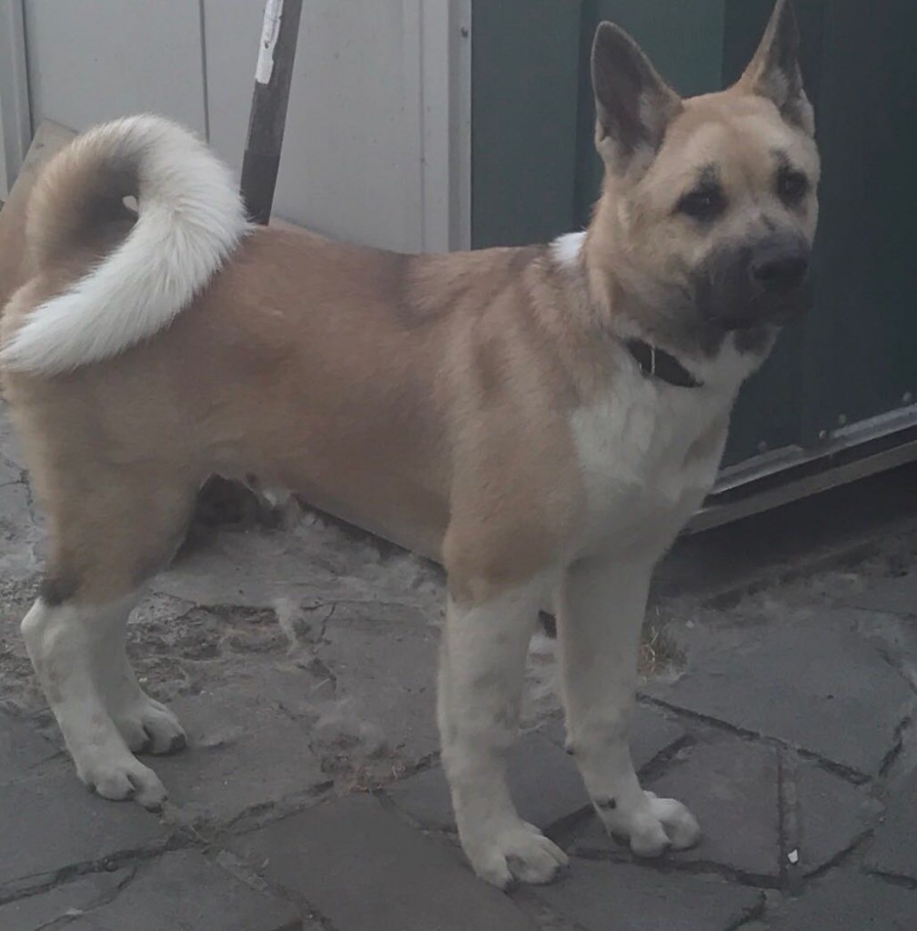 large akita boy puppy in Hoxton, London Gumtree