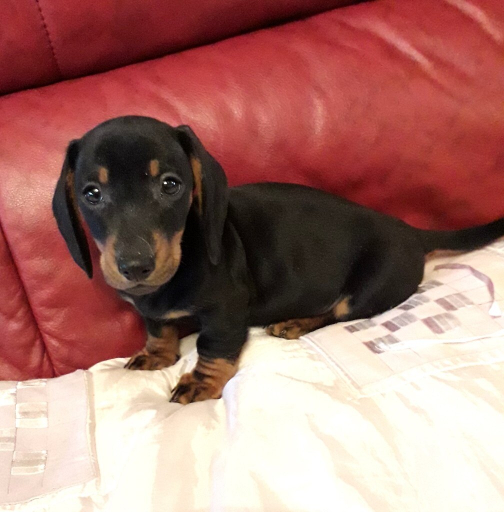 dachshund for sale