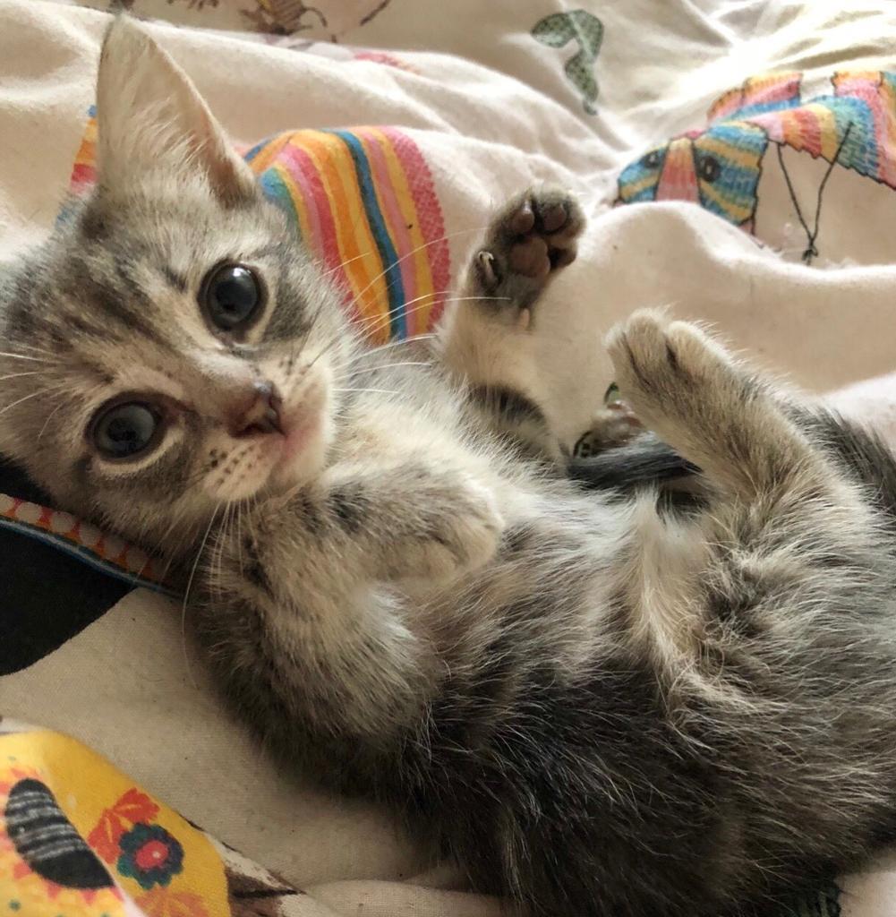 Silver And Grey Blue Female Kitten In Swindon Wiltshire Gumtree