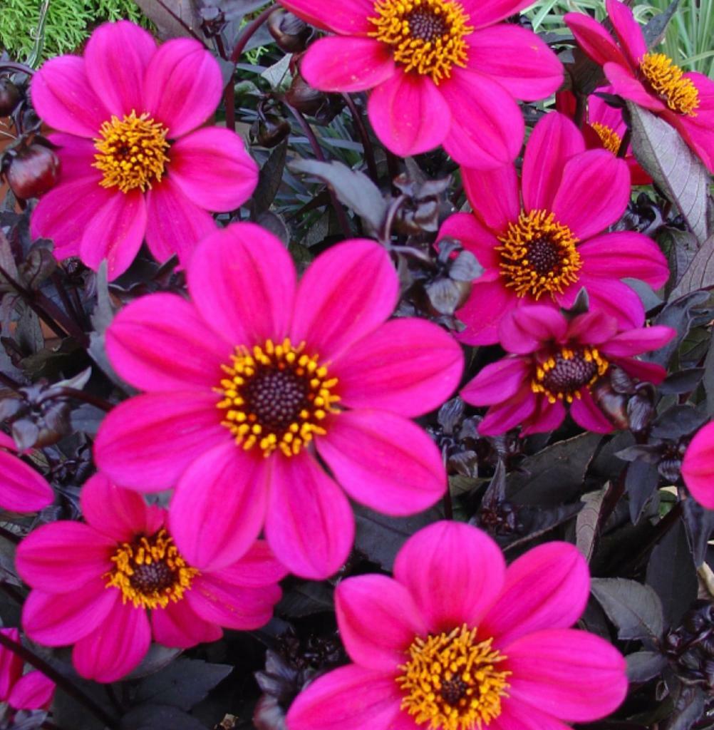 Dahlia Happy Day single big plug plant about 10cm purple pink in London Gumtree
