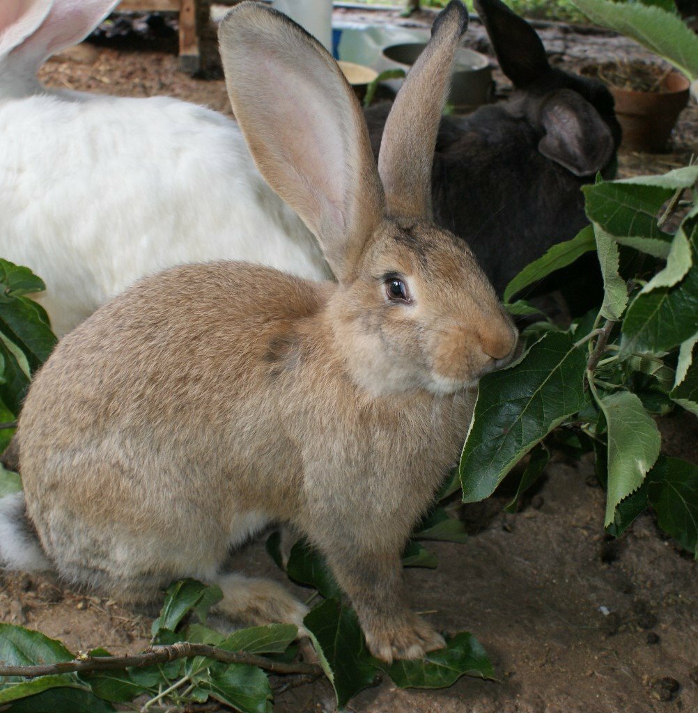 ONE CONTINENTAL GIANT RABBIT LEFT in Bath, Somerset Gumtree