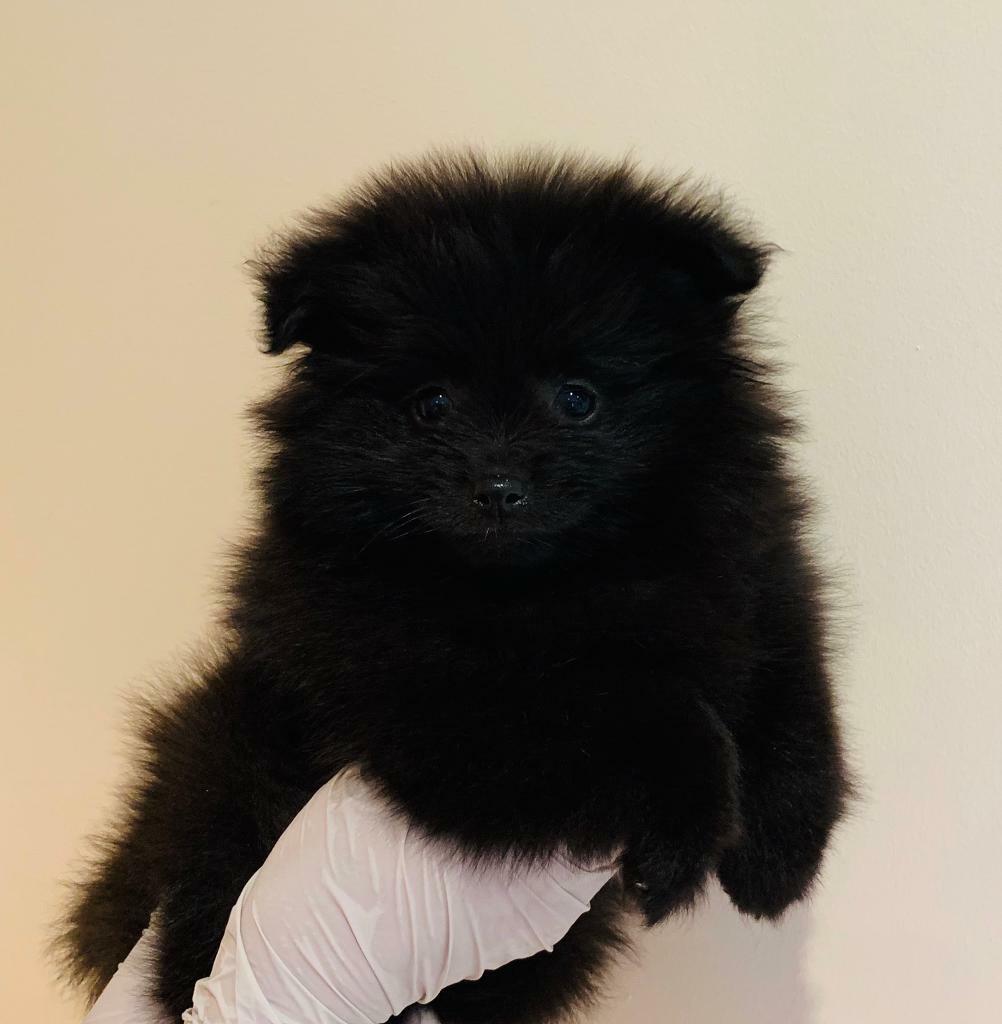 Stunning Black extra extra small Pomeranian puppies in Pilgrims Hatch