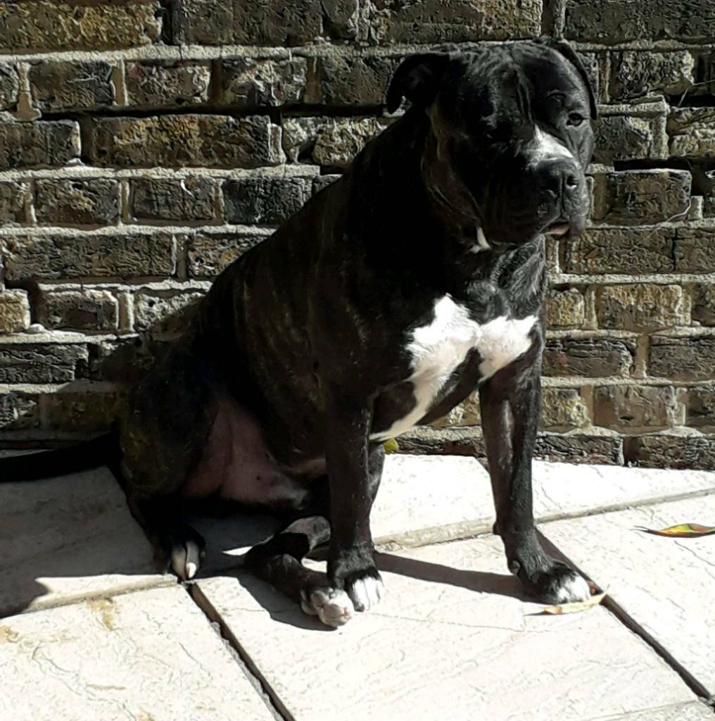 American bulldog cross staff in Croydon, London Gumtree