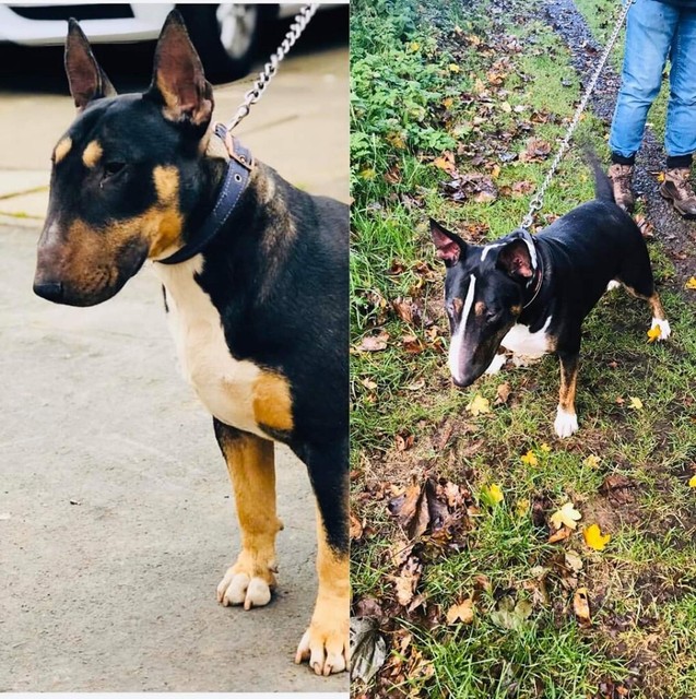 bull terrier gumtree
