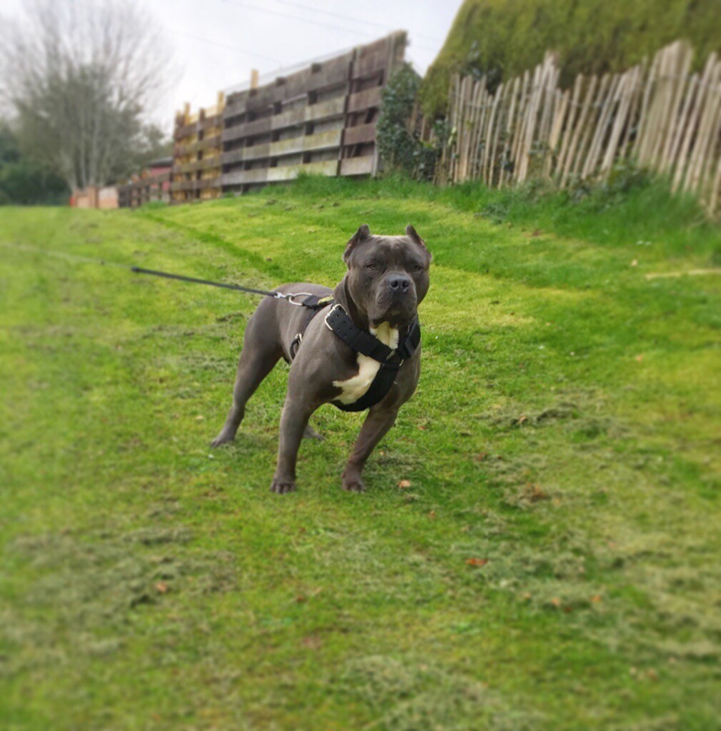 Xl American bully male in East End, Glasgow Gumtree