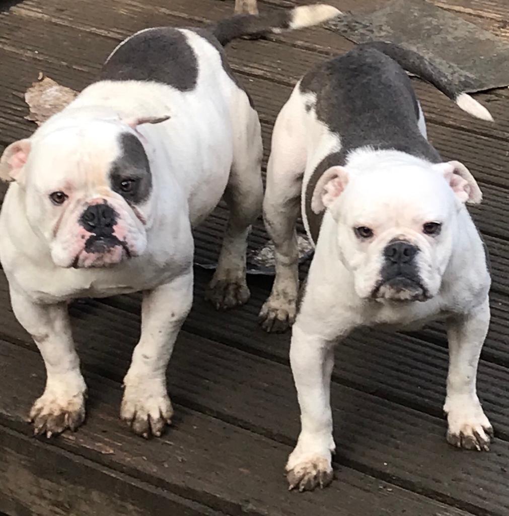 Old tyme bulldogge puppy ready now in Lochend, Edinburgh Gumtree