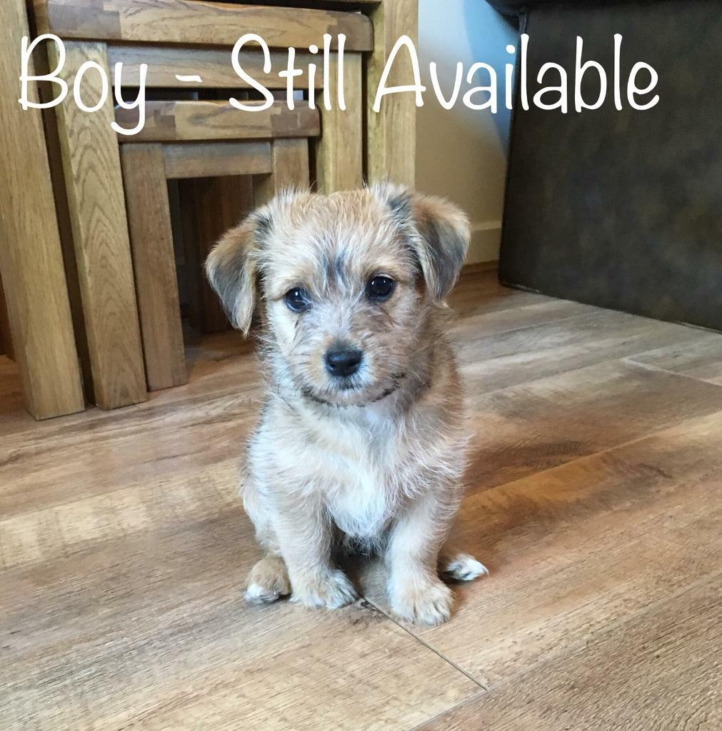 Pomeranian cross Yorkshire Terrier puppies in Aylsham, Norfolk Gumtree