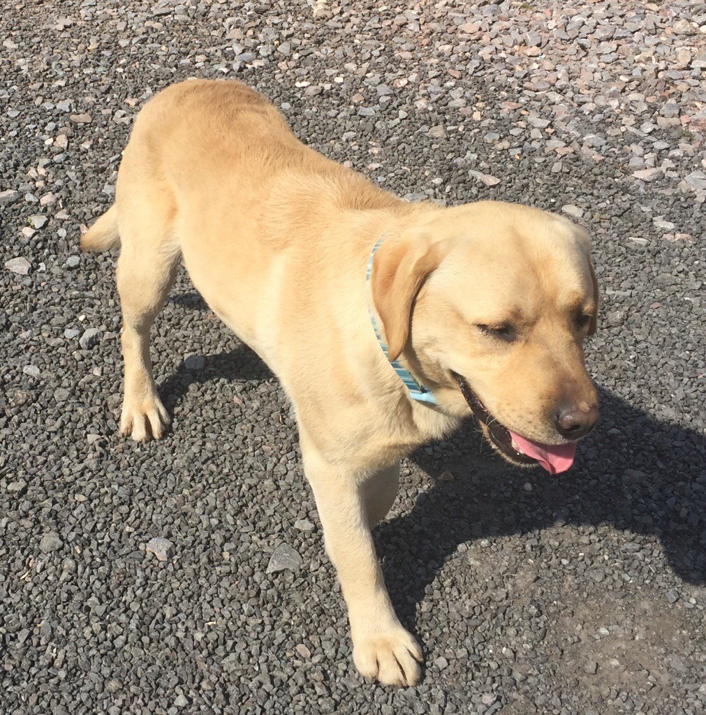 Labrador for sale in Cullompton, Devon Gumtree