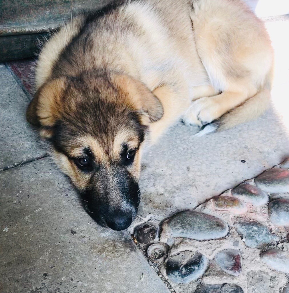 wolf puppies for sale gumtree