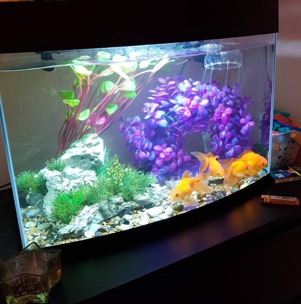 Beautiful Fish Tank with accessories and 4 Goldfish