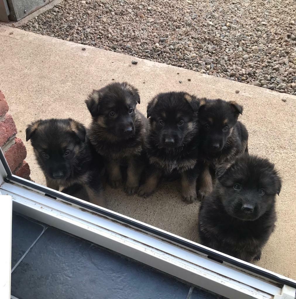 German Shepherd Puppies For Sale Oahu l2sanpiero
