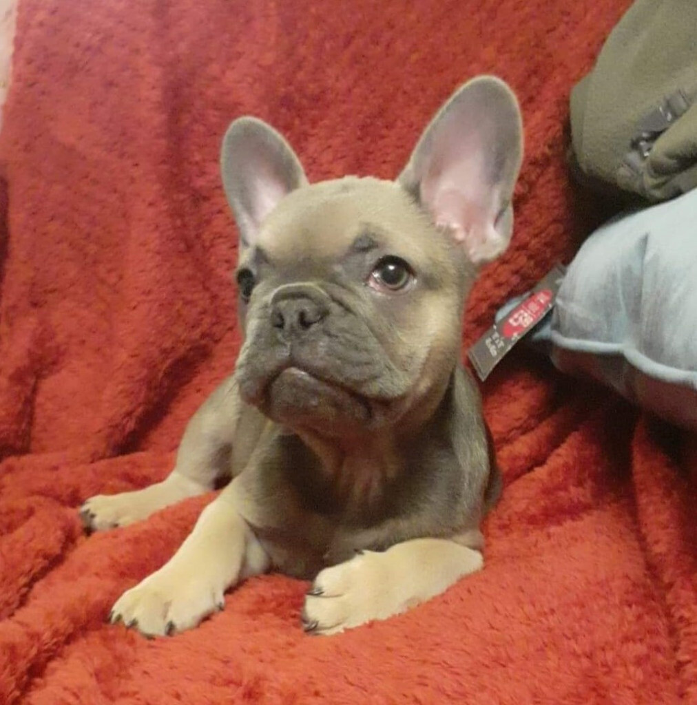 carrier french bulldog